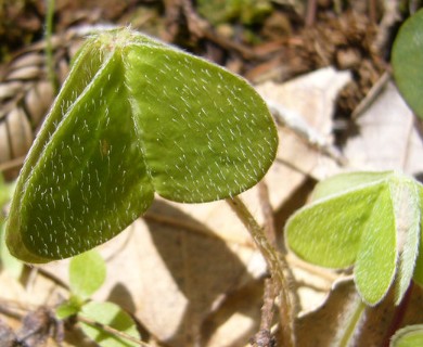 Oxalis oregana