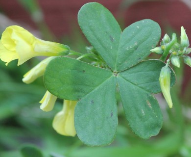 Oxalis pes-caprae