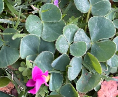 Oxalis purpurea