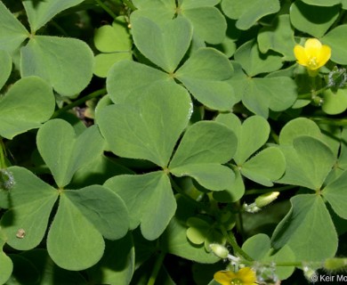 Oxalis stricta