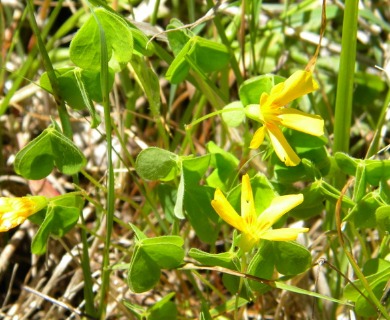 Oxalis suksdorfii