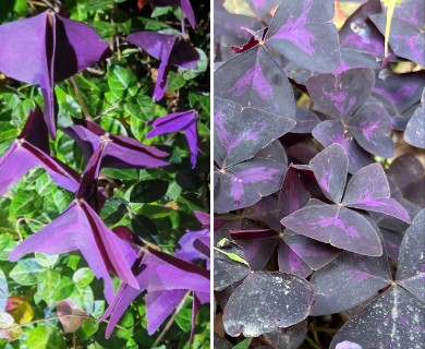 Oxalis triangularis