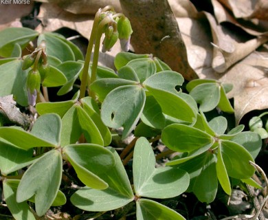 Oxalis violacea