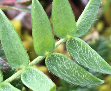 Oxytropis maydelliana