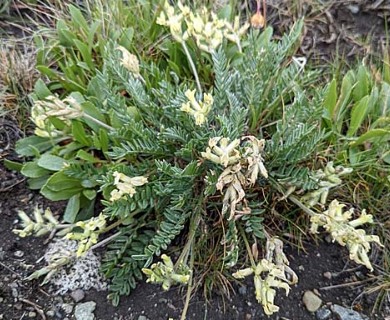 Oxytropis monticola