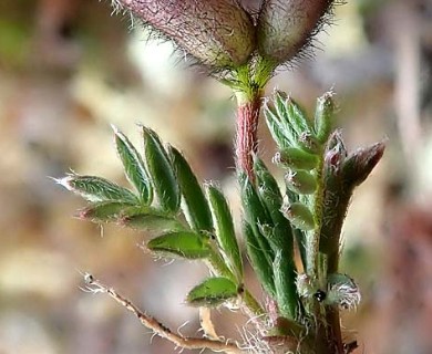 Oxytropis nigrescens