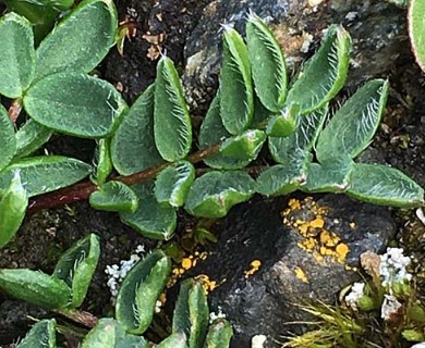 Oxytropis scammaniana