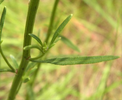 Palafoxia integrifolia