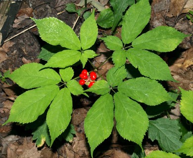 Panax quinquefolius