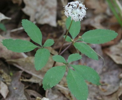 Panax trifolius