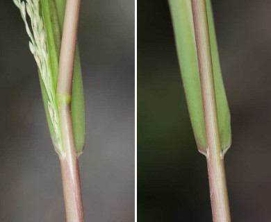 Panicum dichotomiflorum