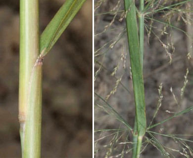 Panicum virgatum