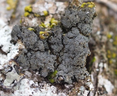 Pannaria conoplea