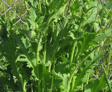 Papaver somniferum