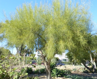 Parkinsonia aculeata