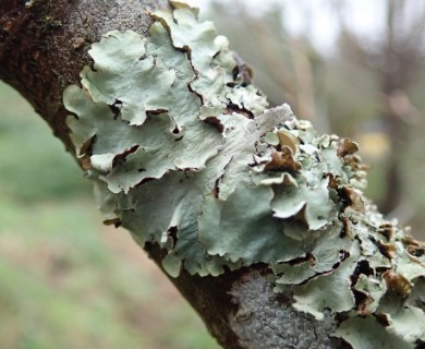 Parmotrema perlatum