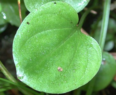 Parnassia cirrata