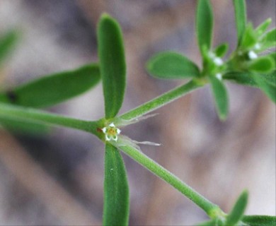 Paronychia drummondii