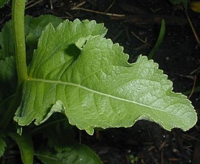 Parthenium integrifolium