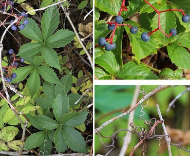 Parthenocissus inserta