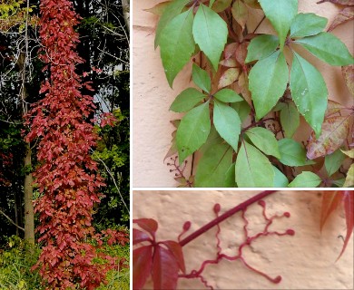 Parthenocissus quinquefolia