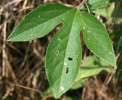 Passiflora incarnata