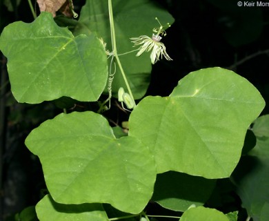 Passiflora lutea