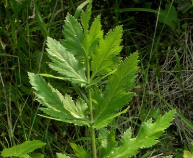 Pastinaca sativa