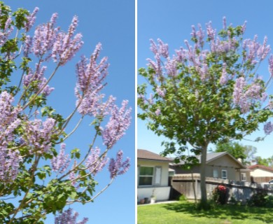 Paulownia tomentosa