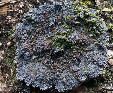 Pectenia plumbea