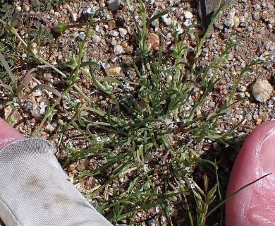 Pectocarya anisocarpa