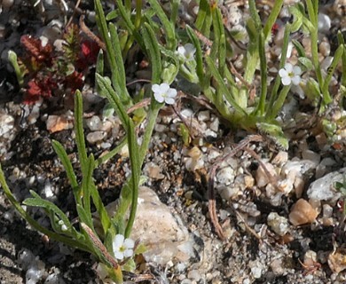 Pectocarya linearis