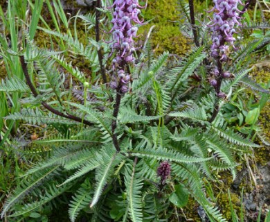 Pedicularis groenlandica