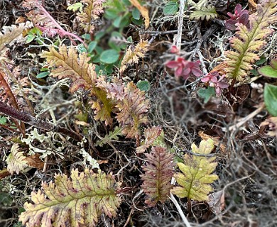 Pedicularis lapponica