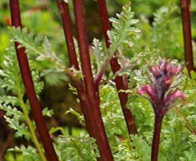 Pedicularis ornithorhyncha