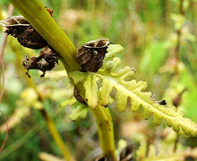 Pedicularis parviflora