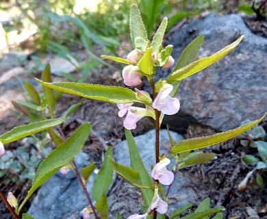 Pedicularis racemosa