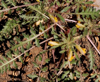 Pedicularis semibarbata