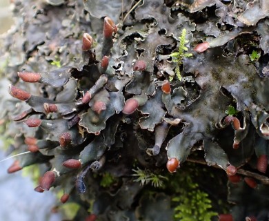 Peltigera neckeri