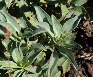 Penstemon azureus