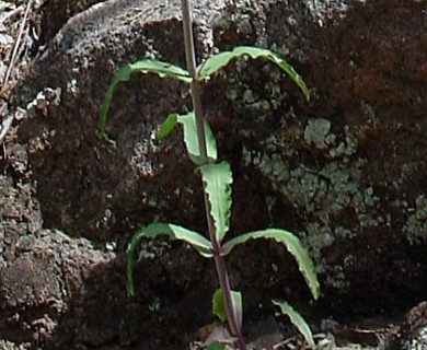 Penstemon barbatus