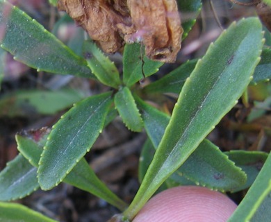 Penstemon cardwellii