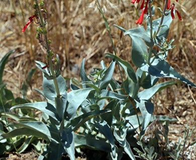 Penstemon centranthifolius