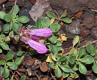 Penstemon davidsonii