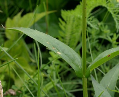 Penstemon digitalis