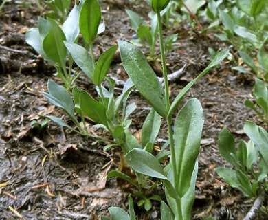 Penstemon euglaucus