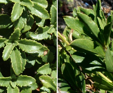 Penstemon fruticosus