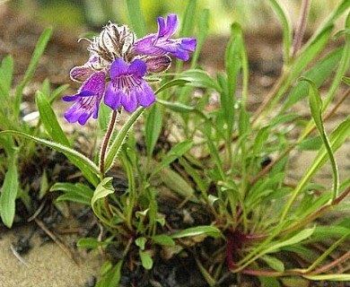 Penstemon gormanii