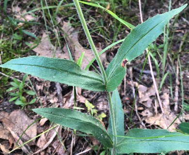 Penstemon hirsutus