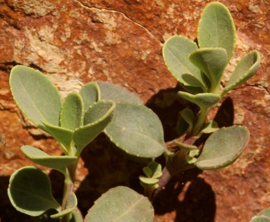 Penstemon newberryi